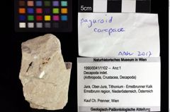 Foto (Objket + Etiketten) von Decapoda indet. 